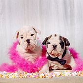 PUP 18 RS0013 01
Portrait Of Two Bulldog Puppies Wearing Boa By Heart