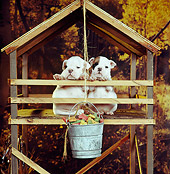 PUP 18 RS0035 04
Two Bulldog Puppies In Tree Fort