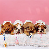 PUP 18 RS0048 03
Group Of Bulldog Puppies As Babies