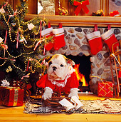 PUP 18 RS0059 02
Girl Bulldog Puppy By Fireplace Christmas Setting