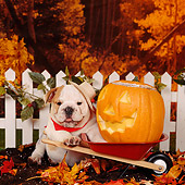 PUP 18 RS0065 01
English Bulldog Puppy In Hat And Bandana Fall Setting