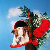 PUP 18 RS0067 02
English Bulldog Puppy Laying In Mailbox By Roses Studio