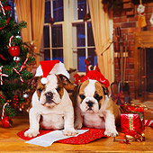 PUP 18 RS0076 01
Two English Bulldog Puppies Christmas Setting