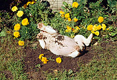 PUP 18 RS0077 02
English Bulldog Puppy Rolling Around In Dirt In Flower Garden