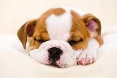 PUP 18 YT0003 01
Bulldog Puppy Sleeping On White Pillow