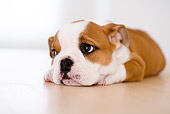 PUP 18 YT0005 01
Bulldog Puppy Laying On Wooden Table