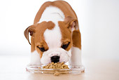 PUP 18 YT0006 01
Bulldog Puppy Standing On Wooden Table Eating Dog Food