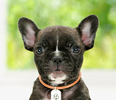 PUP 18 YT0007 01
Head Shot Of French Bulldog Puppy