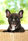 PUP 18 YT0009 01
French Bulldog Puppy Sitting In Basket