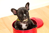 PUP 18 YT0010 01
French Bulldog Puppy Sitting In Red Garbage Can