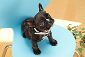 PUP 18 YT0011 01
French Bulldog Puppy Sitting On Blue Chair