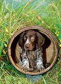 PUP 19 CE0001 01
German Shorthaired Pointer Puppy Sitting In Barrel In Tall Grass