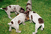 PUP 19 CE0002 01
Four German Shorthaired Pointer Puppies Eating From Dish On Grass