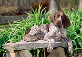 PUP 19 CE0003 01
German Shorthaired Pointer Puppy Laying On Stone Bench By Foliage