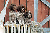 PUP 19 CE0004 01
Three German Shorthaired Pointer Puppies Standing In Crate By Boathouse Oar Buoy