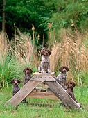 PUP 19 CE0005 01
Five German Shorthaired Pointer Puppies Sitting On Wooden Steps By Tall Grass Trees