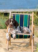 PUP 19 CE0006 01
German Shorthaired Pointer Puppy Laying On Beach Chair By Water Sand