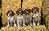 PUP 19 CE0007 01
Four German Shorthaired Pointer Puppies Sitting On Hay Bale