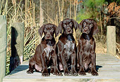 PUP 19 CE0010 01
Three German Shorthaired Pointer Puppies Sitting On Dock By Tall Grasses