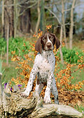 PUP 19 CE0012 01
German Shorthaired Pointer Puppy Climbing On Log By Shrub Trees