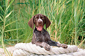 PUP 19 CE0013 01
German Shorthaired Pointer Puppy Laying On Rope By Tall Grass