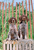 PUP 19 CE0014 01
Two German Shorthaired Pointer Puppies Sitting On Crate By Net And Fence