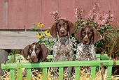 PUP 19 CE0015 01
Three German Shorthaired Pointer Puppies Sitting In Cart By Red Barn And Flowers