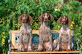 PUP 19 CE0016 01
Three German Shorthaired Pointer Puppies Sitting On Bench By Flowers Shrubs