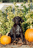 PUP 19 CE0017 01
German Shorthaired Pointer Puppy Sitting Between Pumpkins By Shrubs