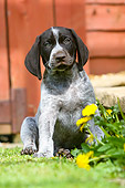 PUP 19 NR0001 01
German Shorthaired Pointer Puppy