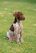 PUP 19 RC0001 01
Portrait Of German Shorthaired Pointer Puppy Sitting On Grass
