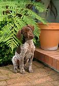 PUP 19 RC0002 01
Portrait Of German Shorthaired Pointer Puppy Sitting On Brick Patio By Flower Pot And Fern