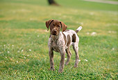 PUP 19 RC0003 01
German Shorthaired Pointer Puppy Standing On Grass