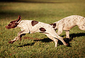 PUP 19 RK0002 03
German Shorthaired Pointer Puppies Running Together On Grass