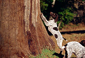 PUP 19 RK0007 03
German Shorthaired Pointer Puppy Leaning On Tree Trunk