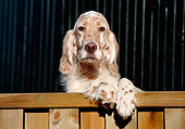 PUP 20 CB0001 01
English Setter Puppy Leaning On Wooden Railing