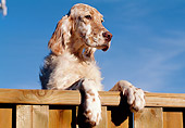 PUP 20 CB0002 01
English Setter Puppy Leaning On Wooden Railing Against Blue Sky