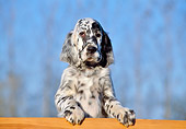 PUP 20 CB0003 01
English Setter Puppy Leaning On Wooden Railing