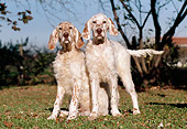 PUP 20 CB0005 01
Two English Setter Puppies On Lawn