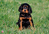 PUP 20 CB0006 01
Gordon Setter Puppy Sitting In Grass