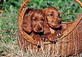 PUP 20 CB0008 01
Two Irish Setter Puppies Laying In Wicker Basket On Grass