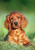 PUP 20 GR0005 01
Irish Setter Puppy Laying On Grass