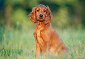PUP 20 GR0006 01
Irish Setter Puppy Sitting On Grass