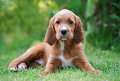PUP 20 JE0002 01
Irish Setter Puppy Laying On Grass