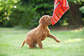PUP 20 JE0007 01
Irish Setter Puppy Playing With Cloth On Grass
