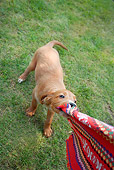 PUP 20 JE0008 01
Irish Setter Puppy Playing With Cloth On Grass