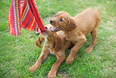 PUP 20 JE0009 01
Irish Setter Puppies Playing With Cloth On Grass