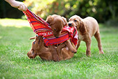 PUP 20 JE0010 01
Irish Setter Puppies Playing With Cloth On Grass