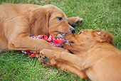 PUP 20 JE0011 01
Irish Setter Puppies Playing With Cloth On Grass