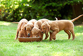 PUP 20 JE0012 01
Irish Setter Puppies Drinking From Bowl On Grass